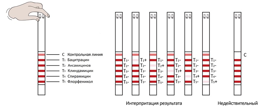 Тесты на антибиотики Пионер - Результаты Тестирования