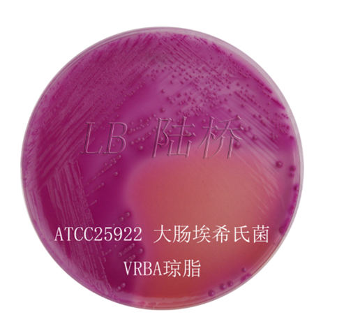 Escherichia coli ATCC 25922