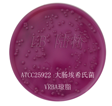 Escherichia coli ATCC 25922