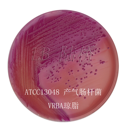 Enterobacter aerogenes ATCC 13048