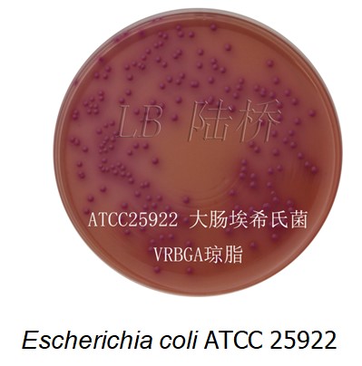 Escherichia coli ATCC 25922