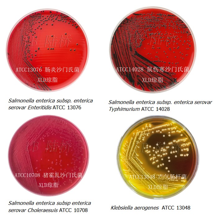 XLD (Xylose Lysine Desoxycholate Medium)