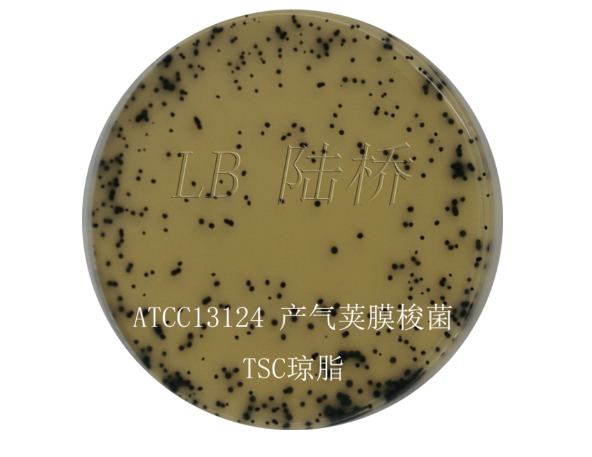 Лаурил-сульфатный триптозный модифицированный бульон (Modified Lauryl Sulfate Tryptose Broth Base (mLST)