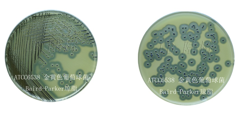 Среда для селективной изоляции и культивирования Staphylococcus aureus