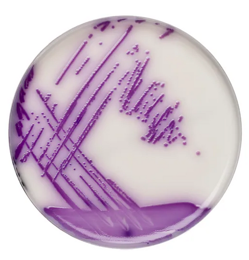 Хромогенный агар Brilliance Salmonella (основа)