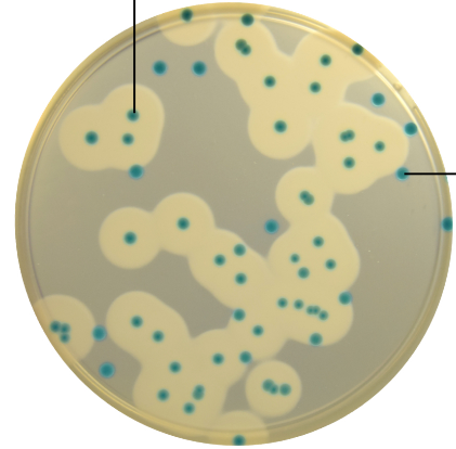 Хромогенный агар Brilliance™ Listeria Agar (ISO) - CM1212B